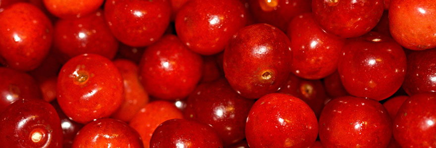 Les nutriments contenus dans le Camu Camu